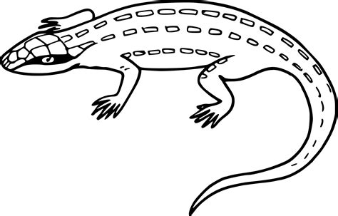 dessin lezard à colorier