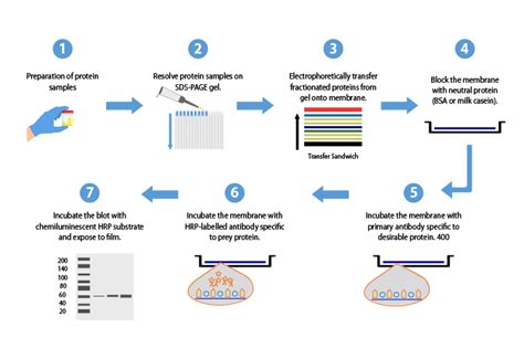 Detection And Analysis Of Protein