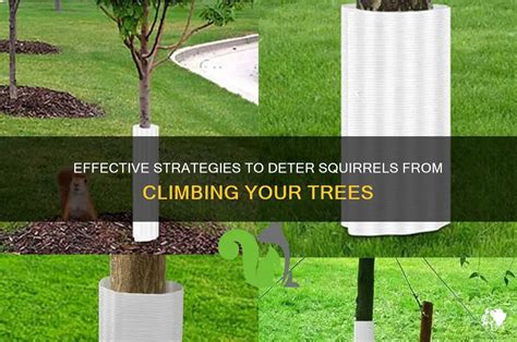 Deter Squirrels Climbing