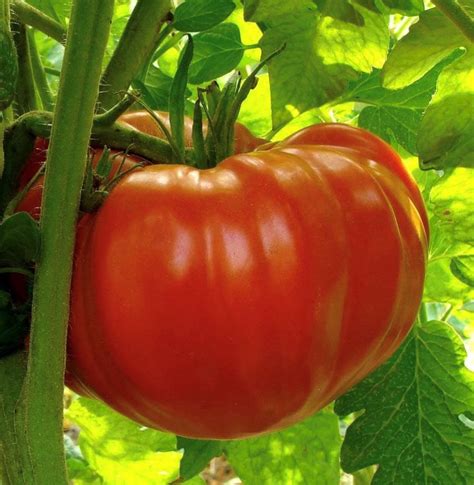 Determinate Beefsteak Tomatoes