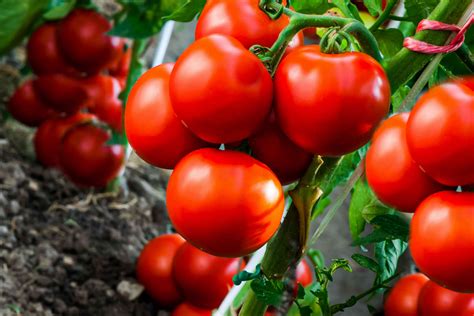 Determinate Tomatoes: The Perfect Choice For Home Gardeners