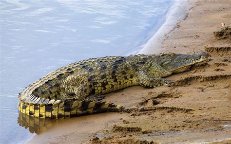 determination of nile crocodile
