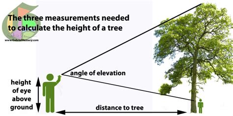 determining the height of a tree