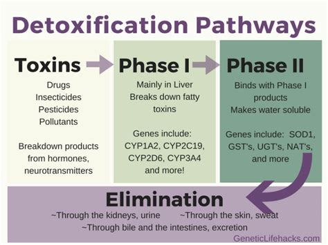 detoxification factors