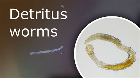detritus worms