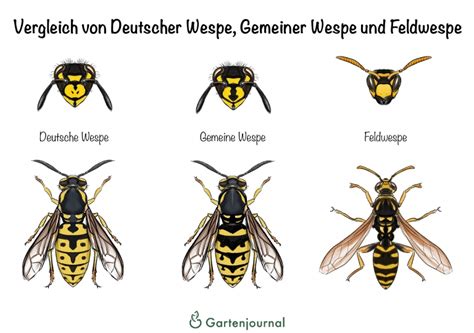 deutsche wespe vs gemeine wespe