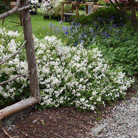 Discover The Beauty Of Deutzia Nikko: A Guide To Growing And Caring For This Stunning Shrub