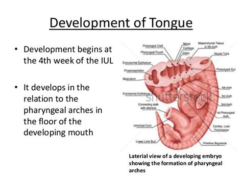 development of tongue slideshare