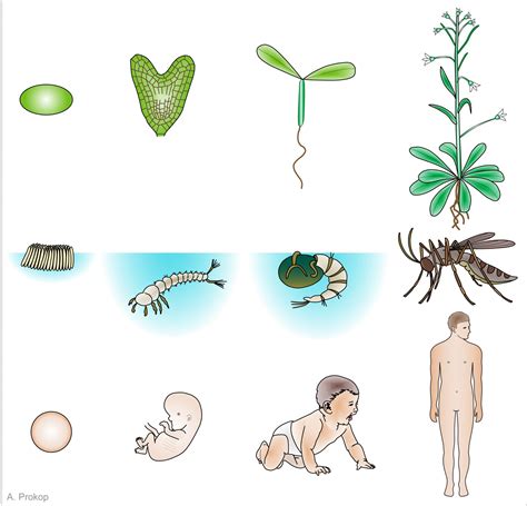 developmental science examples