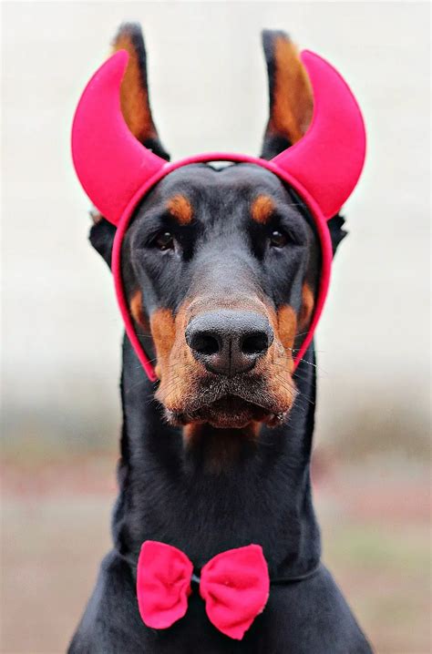 Devil Dog Costume by Casual Canine BaxterBoo