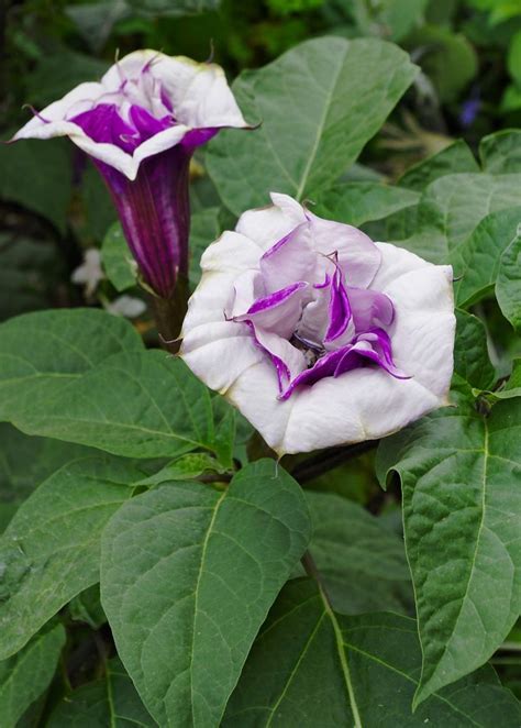 devil's trumpet flower