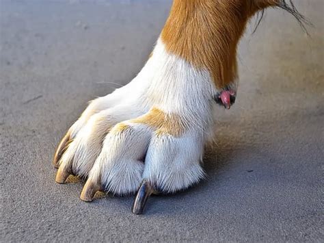 dew claw split treatments