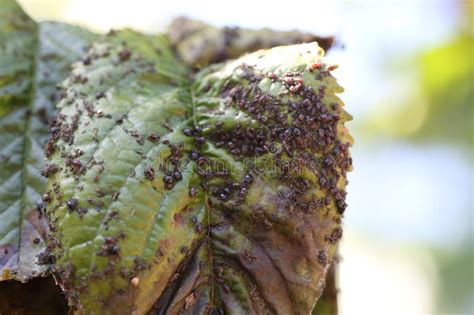 dew wink dull on tree