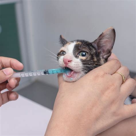 deworming a cat