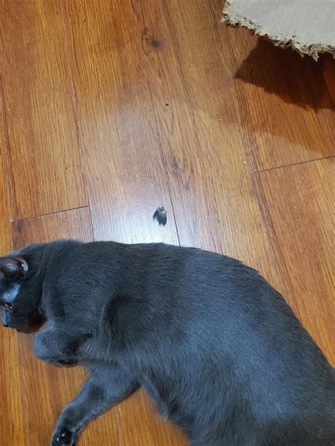 Deworming Cat Reddit