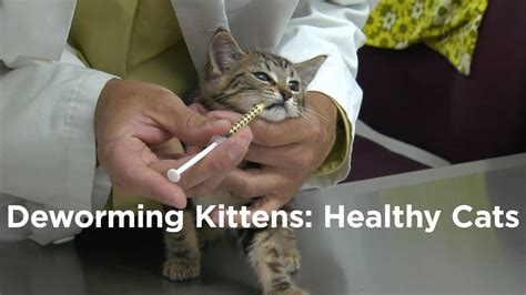 deworming medication cats