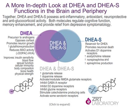 Dhea And Brain Function
