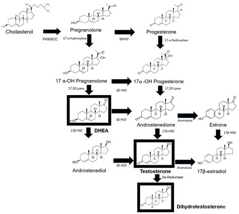 Dhea And Testosterone Production