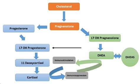 Dhea Et Cortisol