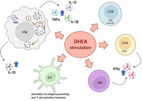 Dhea Immune Function