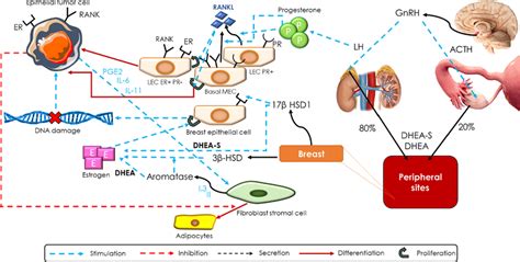 Dhea Producing Tumor