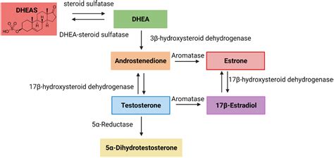 Dhea Sulfate Qst