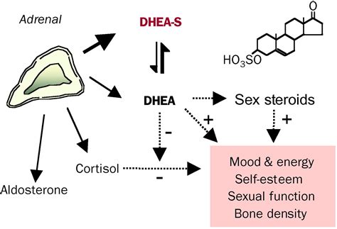 Dheas Hormone Analysis
