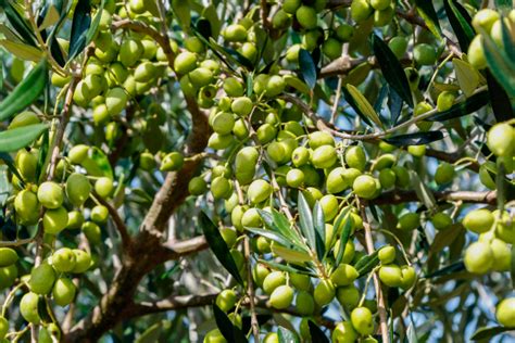 dia mundial da oliveira