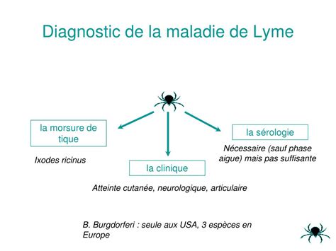 diagnostic maladie de lyme