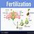 diagram of fertilization in plants