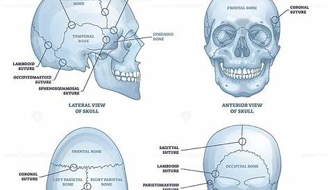 Skull anatomy, Human skull anatomy, Human skull drawing