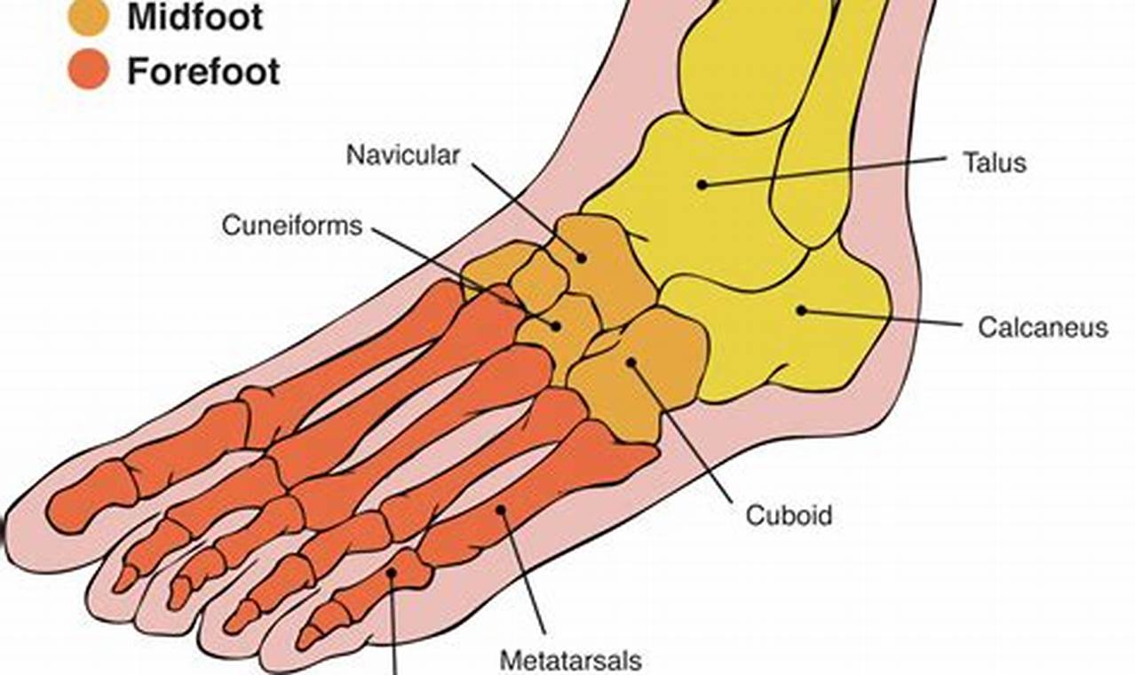 Diagram of the Top of the Foot