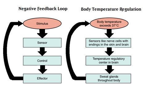 diagram and give examples of positive and negative feedback systems