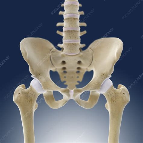 diagram of a hip