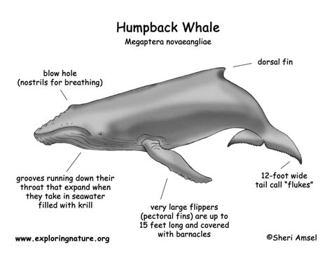 diagram of humpback whale