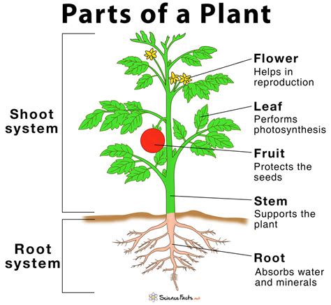 diagram of parts of a plant
