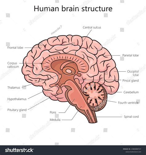 Brain Structures and their Functions [Ganino]