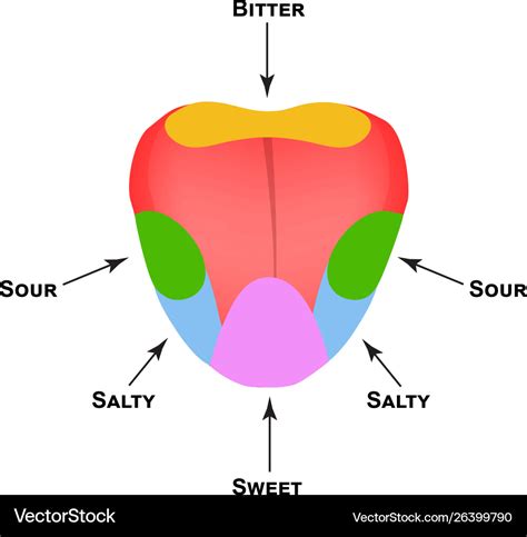 diagram of the tongue