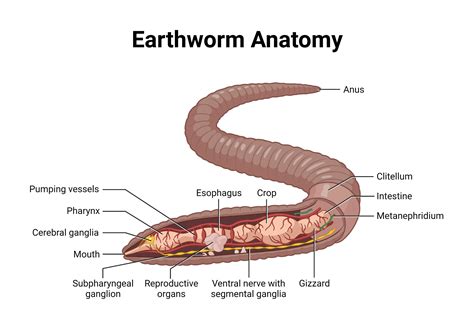 5 Ways Worm Diagrams Work