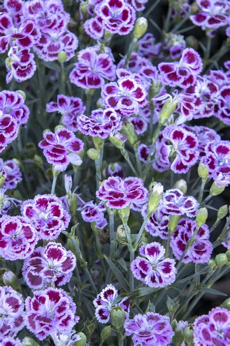 dianthus delilah bicolor purple