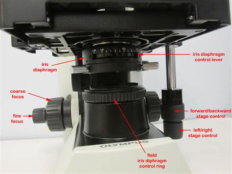 Diaphragm And Condenser Microscope Function