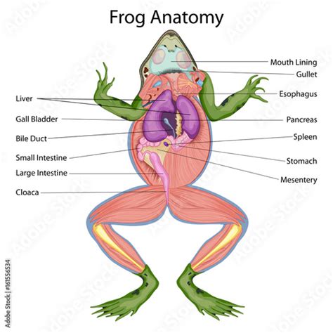 Diaphragm Function Frog