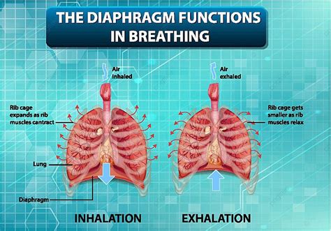 Diaphragm Function In Tamil