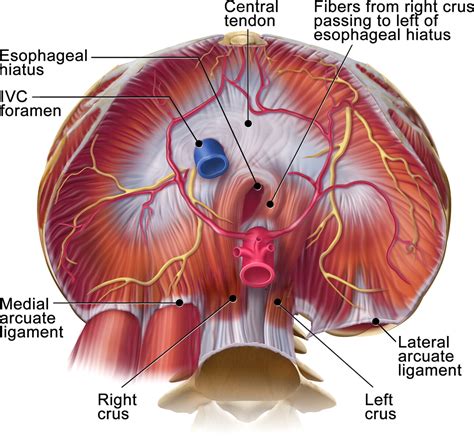 Diaphragm Ligaments Function