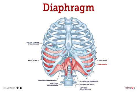 Diaphragm Meaning And Examples