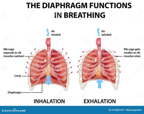 Diaphragm Unit Definition