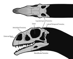 Diapsid Skull