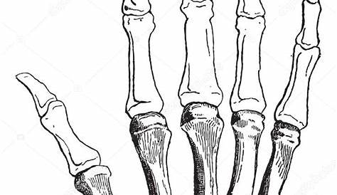 Calaméo - huesos de la mano