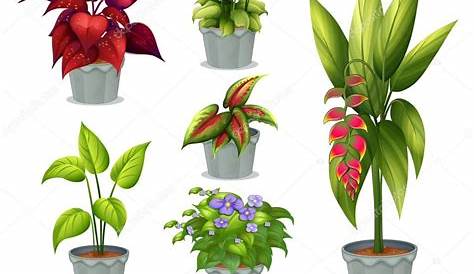 Seis plantas ornamentales vector, gráfico vectorial © interactimages