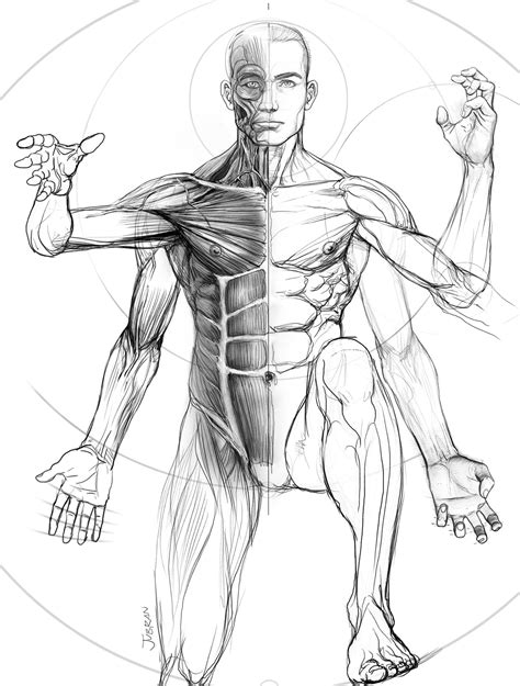 Dibujos Anatomia Humana